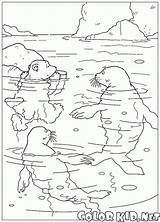 Lars Seals Hare sketch template