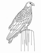 Eagle Coloring Golden Pages Largest Siting Printable Colouring Harpy Color Bald Kids Eagles Clipart Sheets Library Getdrawings Popular sketch template