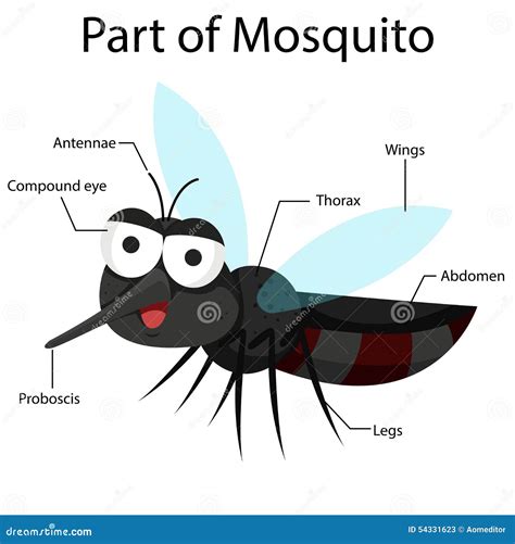 illustrator parts  mosquito stock vector image