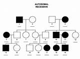 Recessive Autosomal Pedigree Inheritance Biology Showing Trait Stammbaum Generations Squares Circles Males Genetic Gene Genetics Syndrome Genetik sketch template