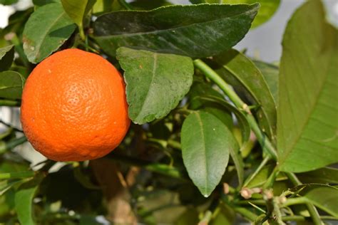 Free Picture Leaf Fruit Citrus Mandarin Orange Nature Vitamin