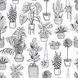 Zimmerpflanze Freisteller Grafiken Gezeichnete Hauspflanzen Vektormuster Symbole sketch template
