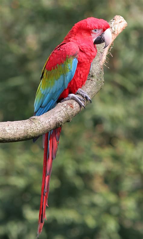red  green macaw rio wiki