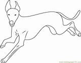 Greyhound Coloring Running Pages Italian Coloringpages101 sketch template