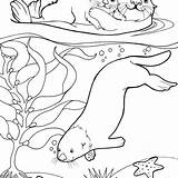 Otter Coloring Pages Baby Sea Getcolorings Color sketch template