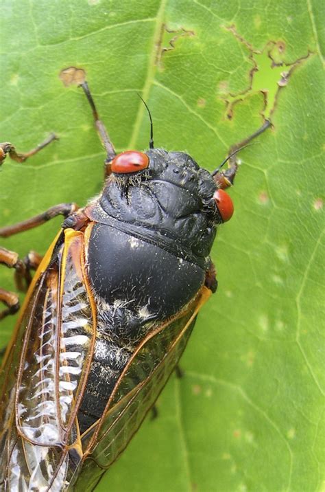billions of sex crazed cicada bugs to emerge after 17 years underground as insect to outnumber