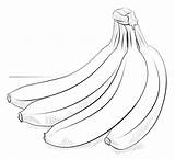 Banana Bananas Bunch Banane Bananes Supercoloring Colorare Dessiner Bannanas Racimo Plantas Sketching Makalenin Kaynağı Bestcoloringpagesforkids Plátanos sketch template