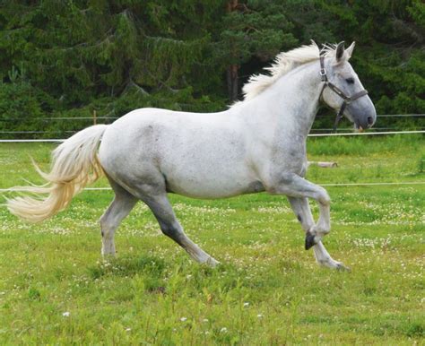 horses mane grow  equestlife