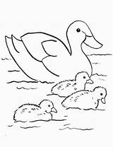 Coloring Pages Duck Baby Kids Cute Little Popular sketch template