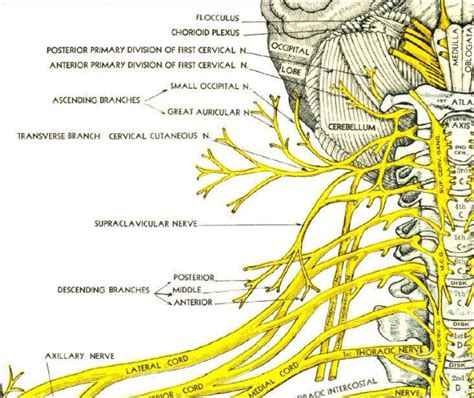 chart  nerves