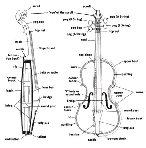 violin  information  anatomy   violin