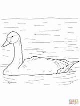Swan Coloring Tundra Bird Arctic Pages Swans Supercoloring Color Printable Drawing Designlooter Birds Super Puzzle 55kb 1600px 1200 sketch template