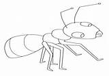 Coloring Anteater Getcolorings Ant sketch template