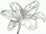 Drawing Daylily Lily Pen Flower Ink Getdrawings Desenhos Tatuagens álbum Escolher sketch template
