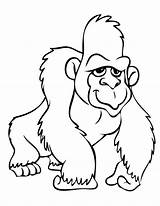 Gorilla Gorille Gorillas Gorila Chimpanzee 搜尋 Colorier Coloriages sketch template