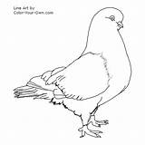 Pigeon Coloring Pages Color Bird Colouring Flying Australian Drawings Tumbler Own Line Template Larger Printablecolouringpages Credit Getdrawings sketch template