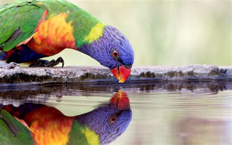 wallpaper parrot drink water thirst colorful feathers  hd picture image