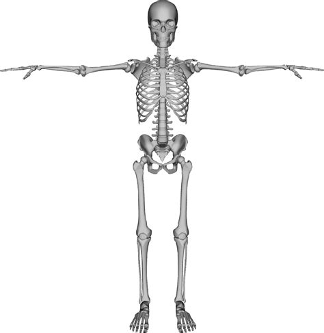 collection  skeleton png pluspng