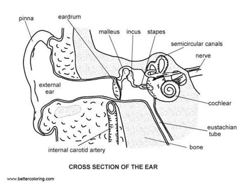 anatomy coloring pages ear diagram  printable coloring pages
