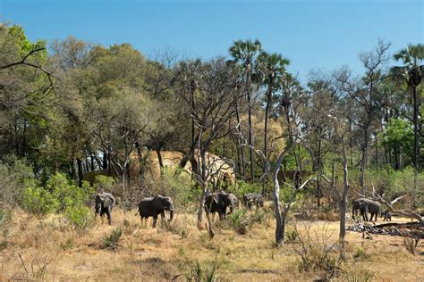 sandibe okavango safari lodge architizer