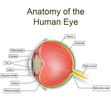 parts   eyes     eye diseases