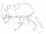 Beetle Rhino Drawing Getdrawings sketch template