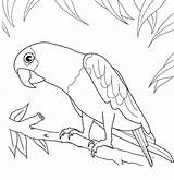 Parrot Coloring Pages Printable Toucan Outline Bird Drawing Print Robin Parrots Procoloring Drawings Toco Colouring Color Red Kids Getdrawings Clipart sketch template