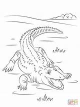 Crocodile Nile Coloring Pages Drawing Cute Colorings Cartoon Getdrawings Crocodiles Printable Getcolorings sketch template