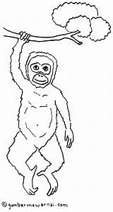Mewarnai Utan Hewan Abi Tentara Kartun Orangutan Komodo Kekinian Berdoa Memancing Warna Pilih sketch template
