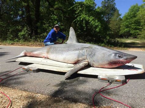 huge mako shark caught   gulf