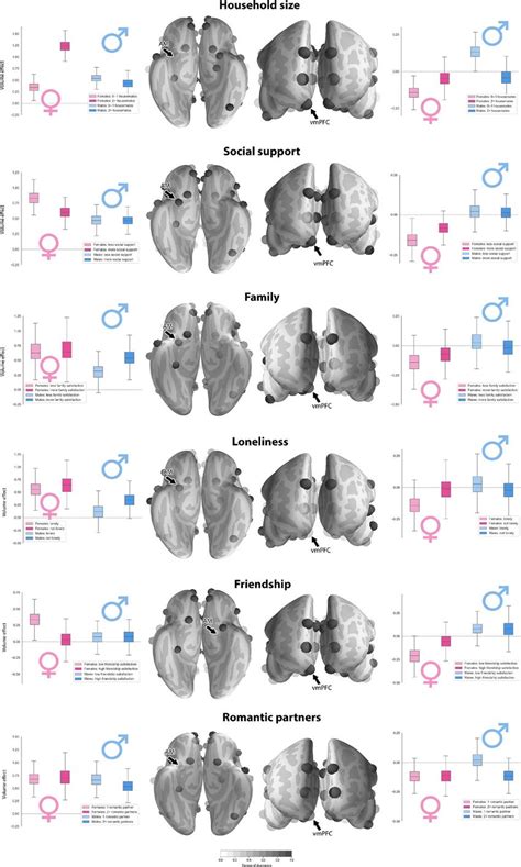 sex disparity in the association between limbic system morphology and