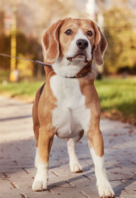 lemon beagle  fantastic facts  history  present day