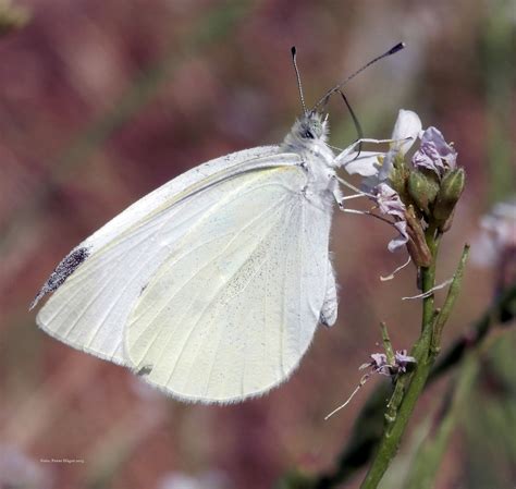 white butterfly  stock photo public domain pictures