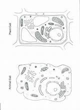 Coloring Biology Pages Getcolorings Astronomy Sheets Color sketch template