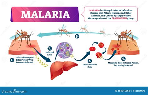 malaria diagram stock illustrations  malaria diagram stock
