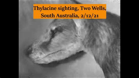 jeff s thylacine sighting in two wells south australia dec 2021 youtube
