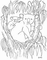 Koala Coloring Pages Baby Color Printable Print Tree Kids Animals Lives Animal Eucalyptus Colouring Australian Sheets Coloringpagesbymradron Moms Adron Mr sketch template