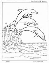 Dolphin Coloring Bottlenose Winter Pages Getcolorings Printable sketch template