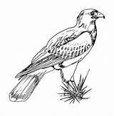 Bird Coloring Awesome Hawk Size Print sketch template