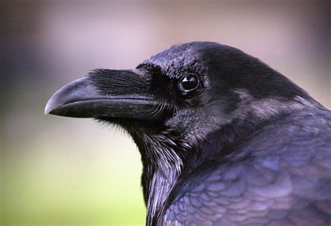 Raven Queen Raven Merlina Missing From Tower Of London And Feared
