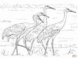 Sandhill Cranes Crane Siberian Grullas Designlooter Supercoloring sketch template