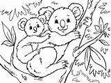 Koala Coloring Pages Coloringpages4u sketch template