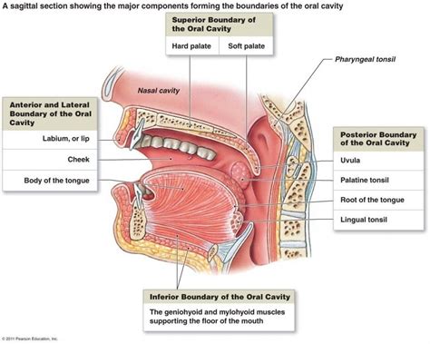 anatomy organs human body anatomy human anatomy  physiology throat anatomy anatomy