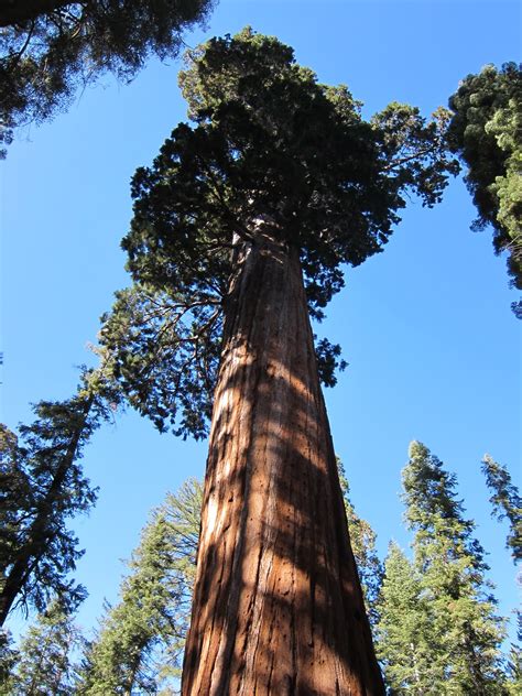 bear encounters  sequoia national park part ii lianne downey