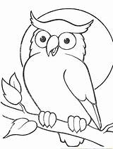Owl Outline Drawing Coloring Animal Branch Kids Cartoon Sitting Pages Easy Owls Choose Board sketch template