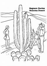 Saguaro Coloring Cactus Flower Pages Books sketch template