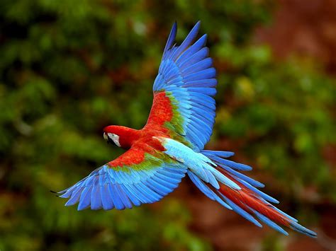 king parrot pictures