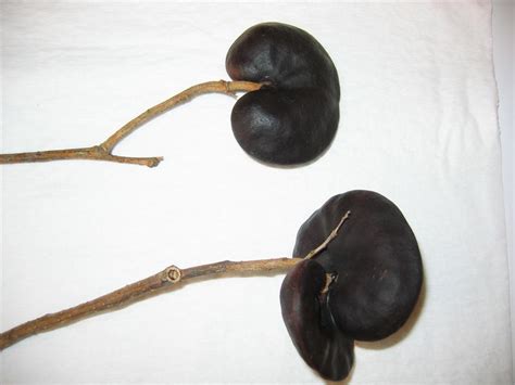 Tree Id From Seed Pods Tropical Looking Plants Other