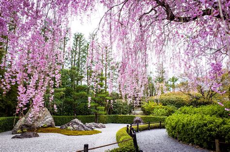 traditional japanese plants   garden