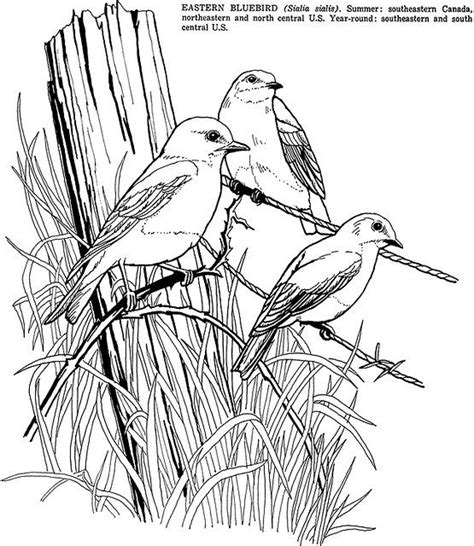 bird sketch bird drawings animal coloring pages